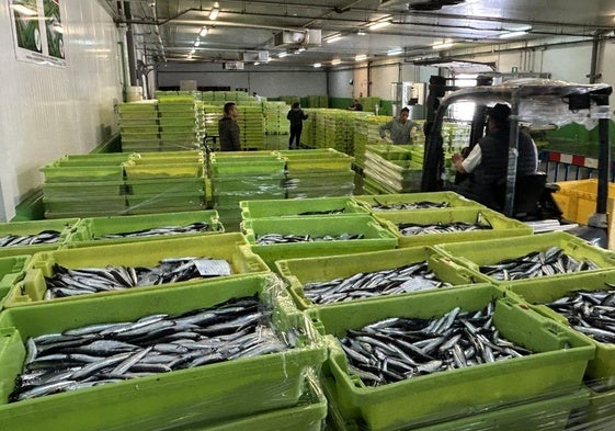 Bocarte preparado para la venta la pasada semana en la lonja de Avilés.