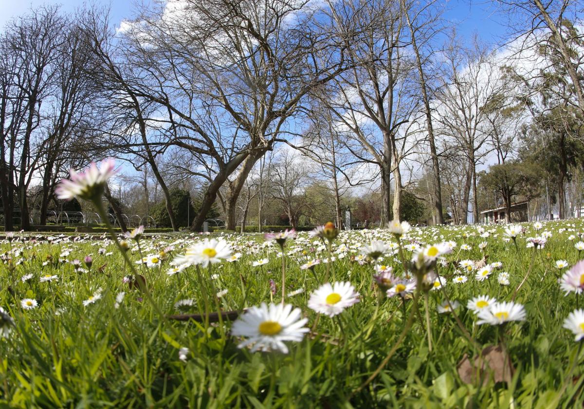 Campo florido en Asturias.