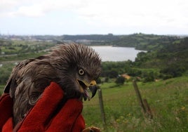 Liberadas cuatro aves rapaces en Mieres, Gijón, Langreo y Sobrescobio