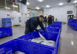 El primer bonito de Gijón, a 53,80 euros el kilo