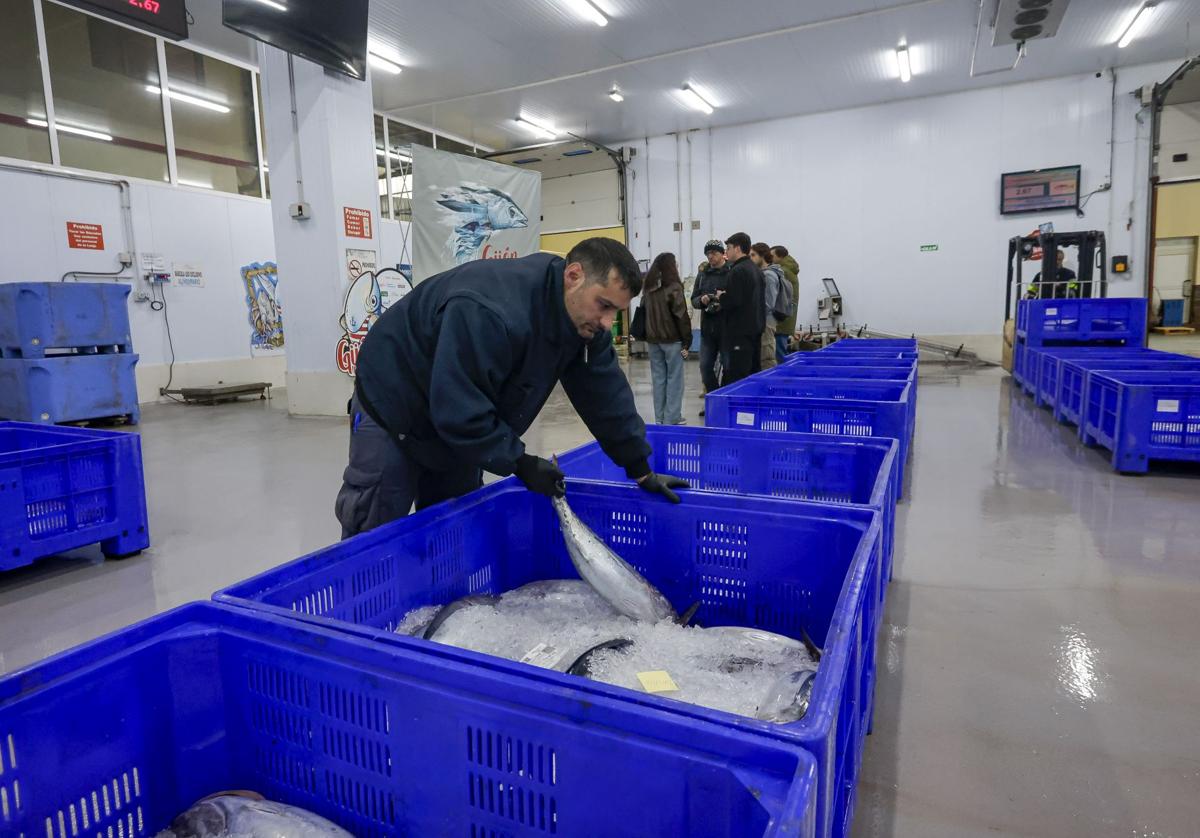 El primer bonito de Gijón, a 53,80 euros el kilo