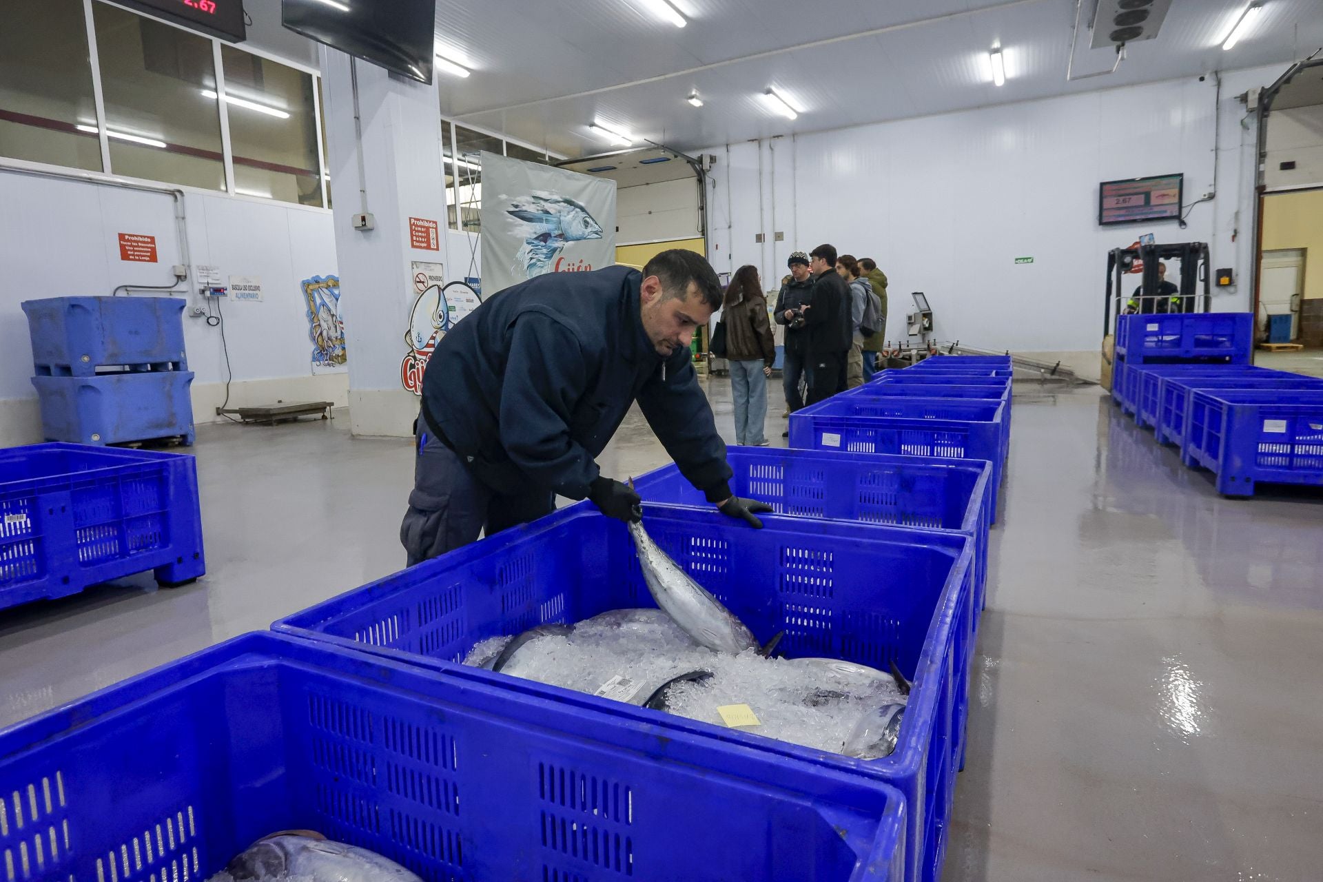 El primer bonito de Gijón, a 53,80 euros el kilo