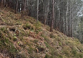 Monte Santa Catalina en el que se están llevando a cabo labores silvícolas.