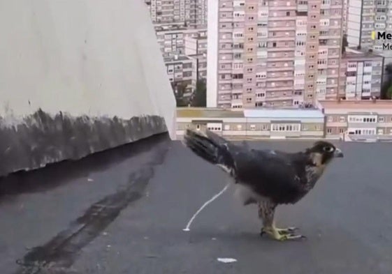 Liberan en Asturias a dos halcones peregrinos que se cayeron del nido y a once erizos rescatados