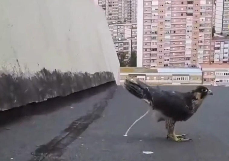 Liberan en Asturias a dos halcones peregrinos que se cayeron del nido y a once erizos rescatados