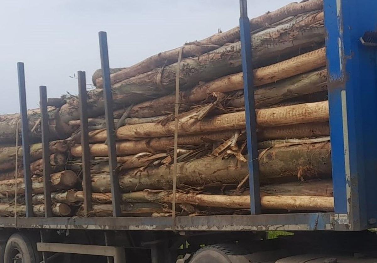 Uno de los camiones multados, que carecía de cinta de amarre pese a transportar troncos de madera.