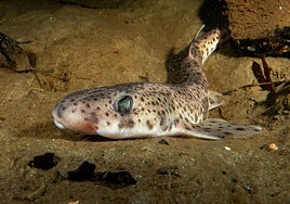 Ejemplar de tiburón pintarroja.