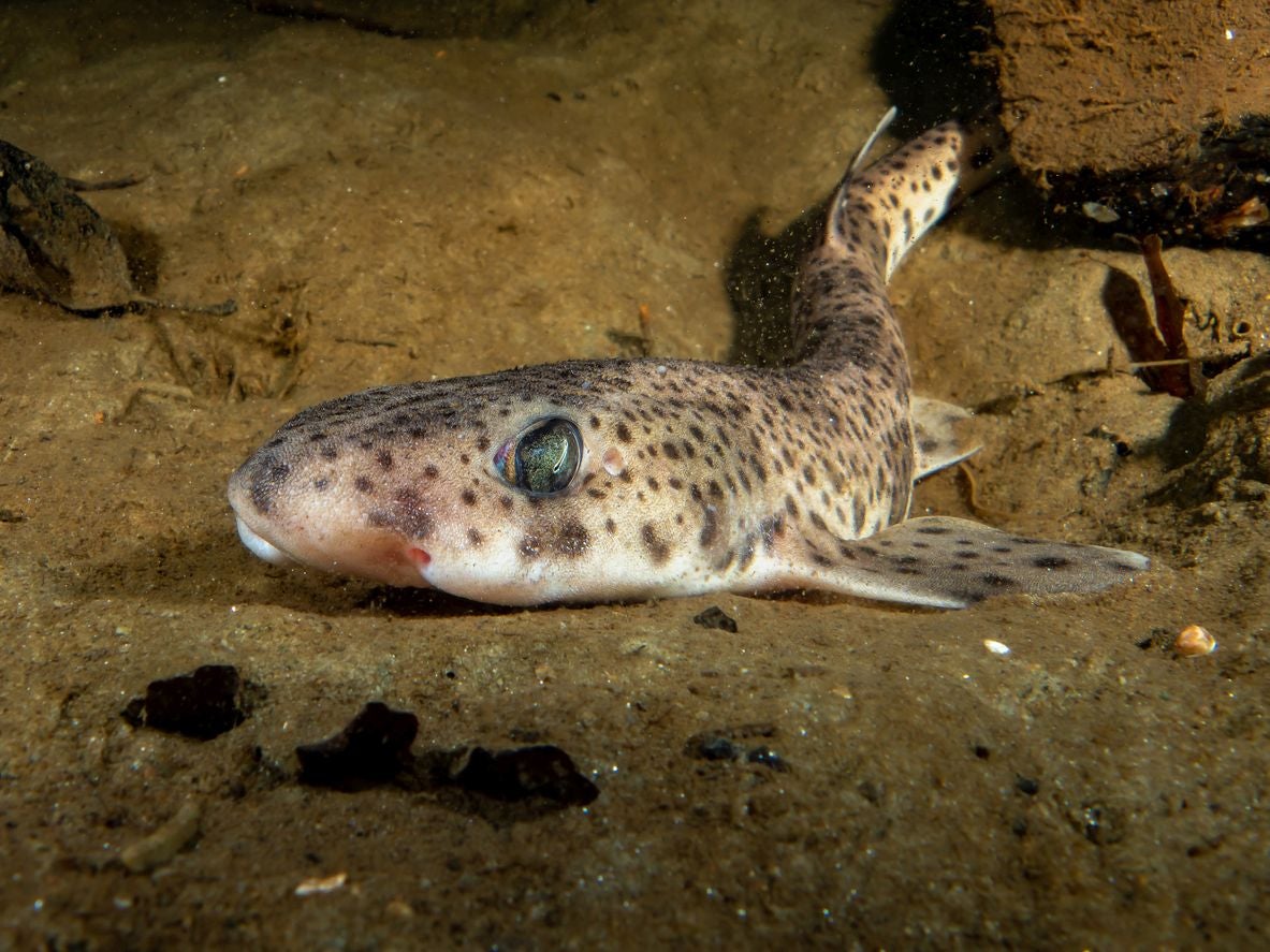 Gijón lanza al agua cincuenta tiburones