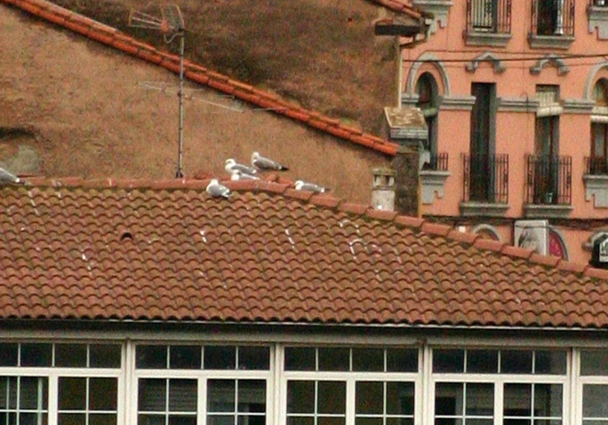 Carreño pone en marcha un plan para reducir la población de gaviotas y palomas