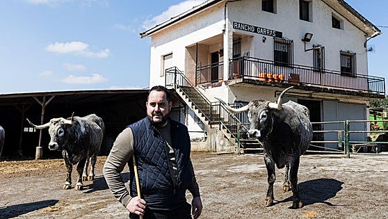 De raza asturiana y 1.500 kilos: el peculiar robo de un buey en el País Vasco