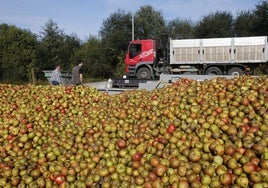 Manzana, en una imagen de archivo, destinada a la elaboración de sidra.