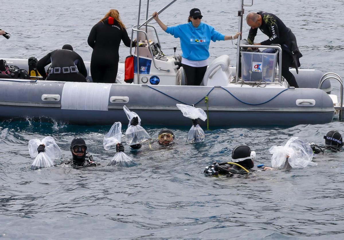 Suelta de 50 crías de tiburón pintarroja al mar en Gijón
