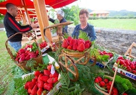 Candamo celebra este domingo el Festival de la Fresa.