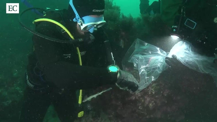 Así fue la liberación de las crías de tiburón pintarroja en Gijón