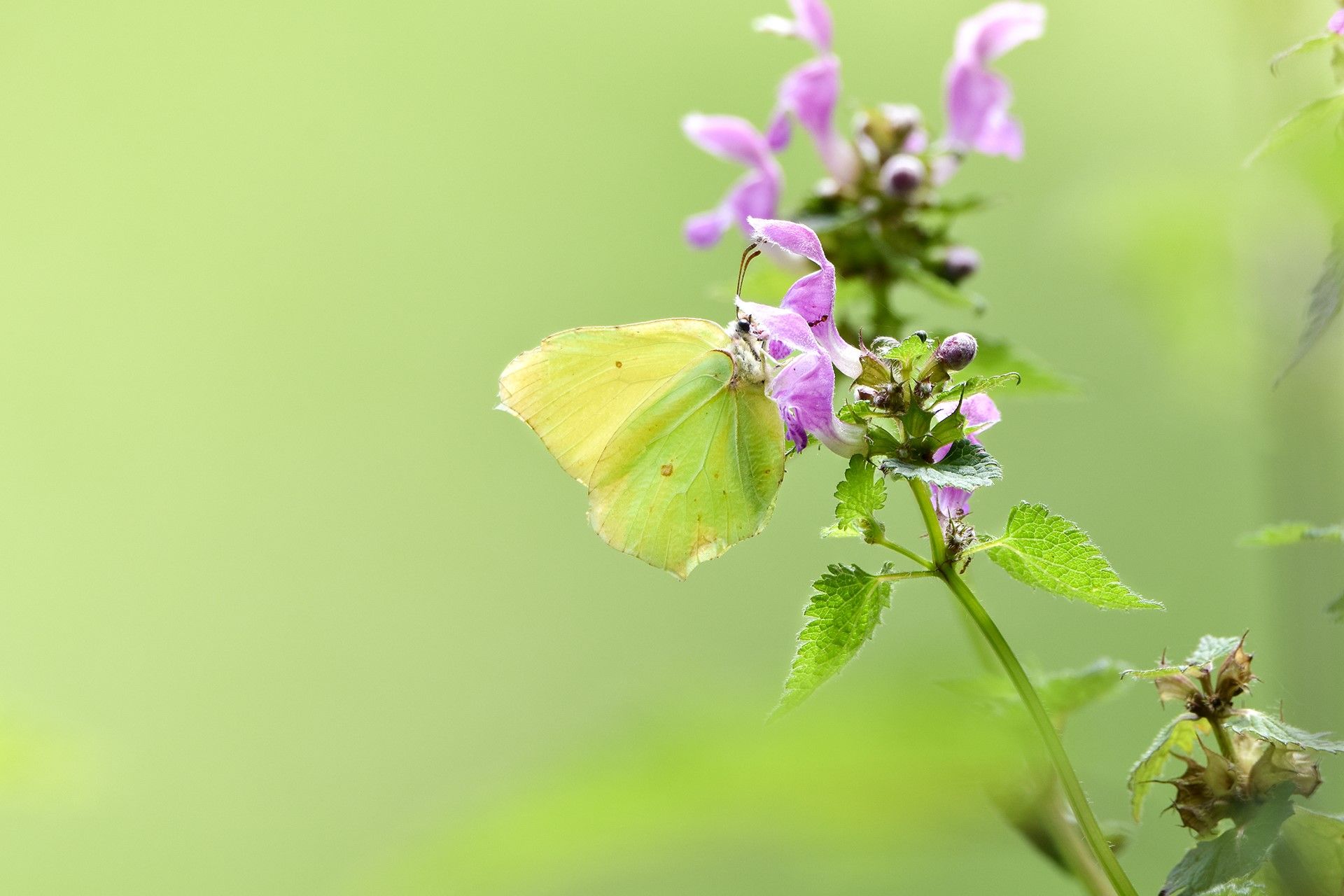 Mariposa Cleopatra: uno de esos animales salvajes de ribera que se descubren durante estos paseos.