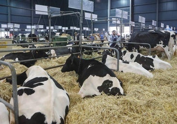 La Feria de San Antonio comienza este viernes en Gijón con entrada gratis, talleres y mercado
