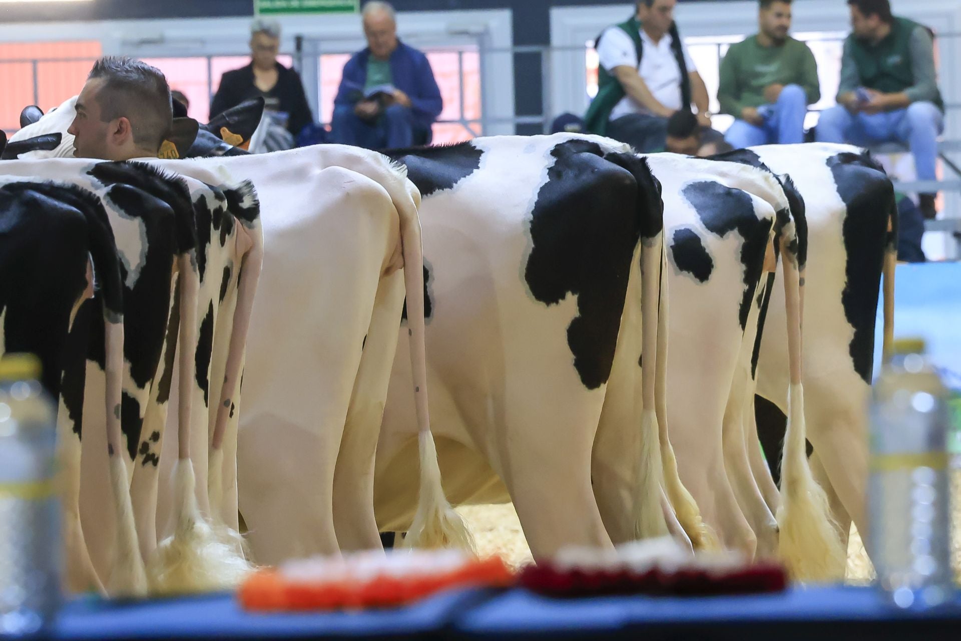 Fotos: Feria de San Antonio en Gijón
