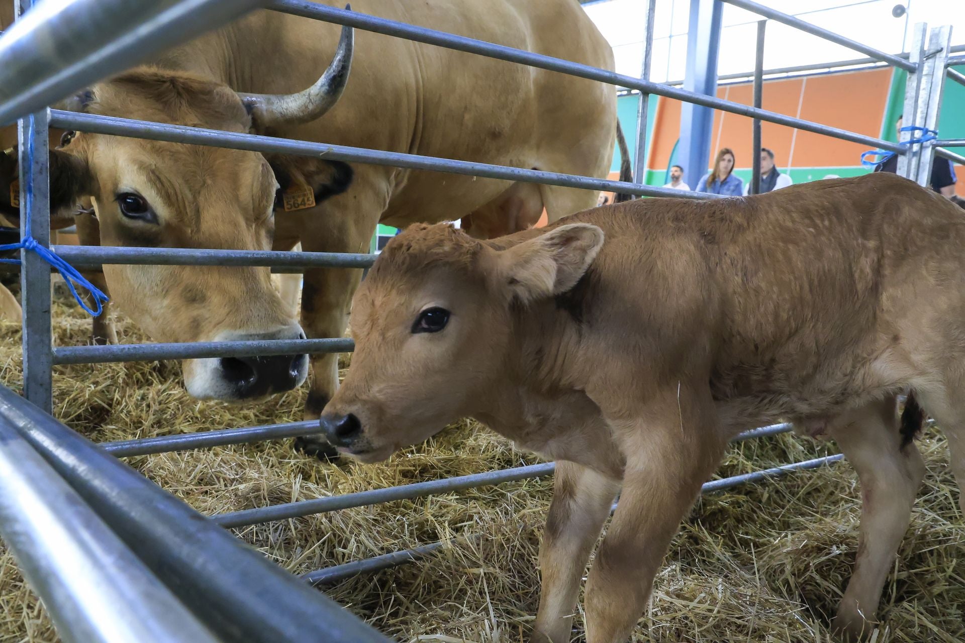 Fotos: Feria de San Antonio en Gijón