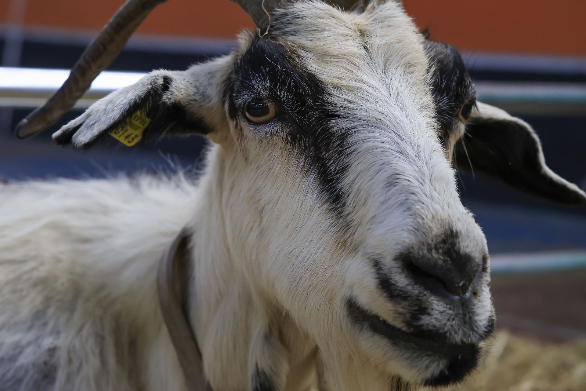 Fotos: Feria de San Antonio en Gijón