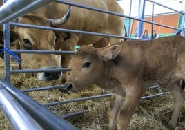 La vaca 'Famosa', con el recién parido ternero, de nombre 'Antonio'.