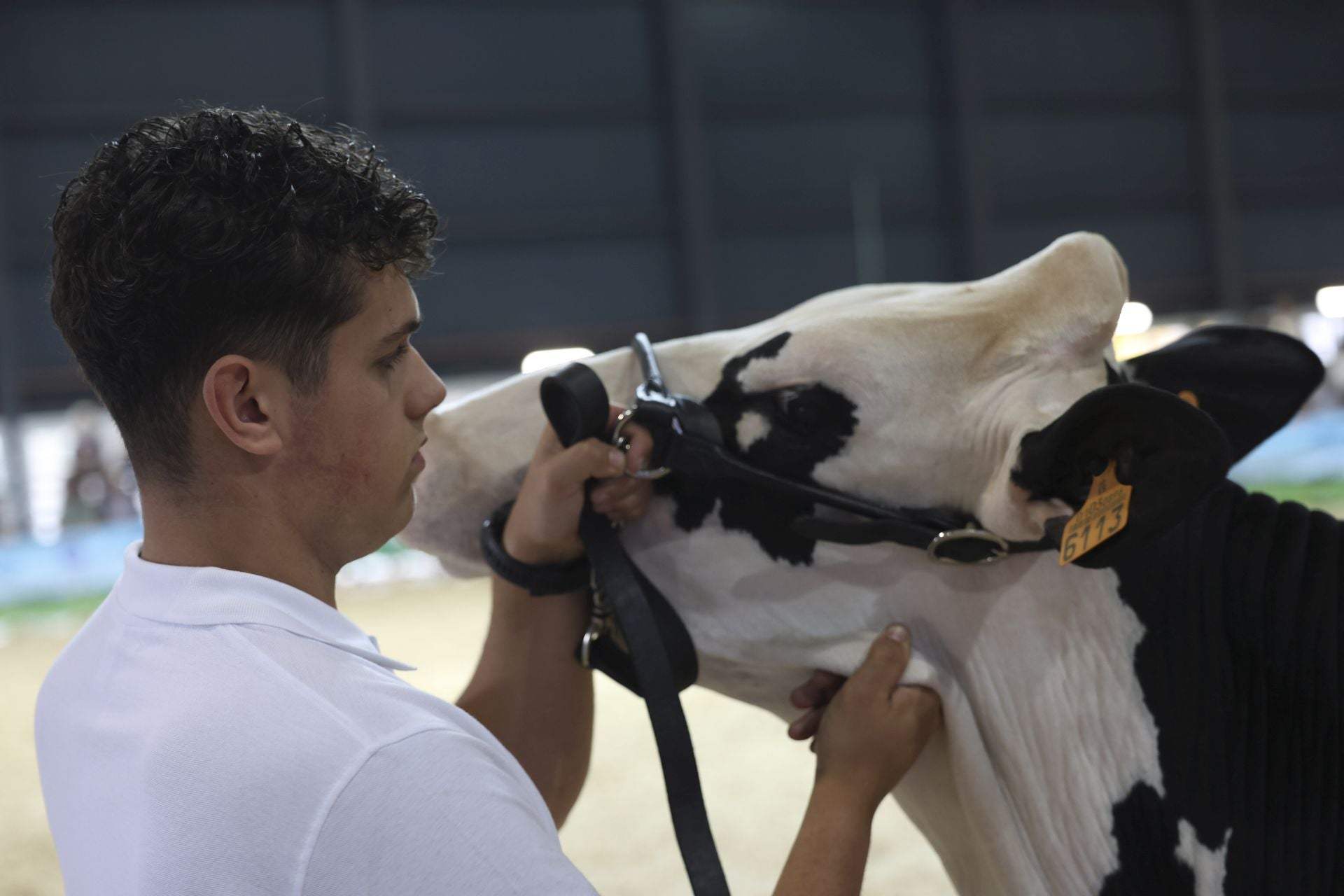 Concurso de manejadores en la Feria de San Antonio en Gijón, en imágenes