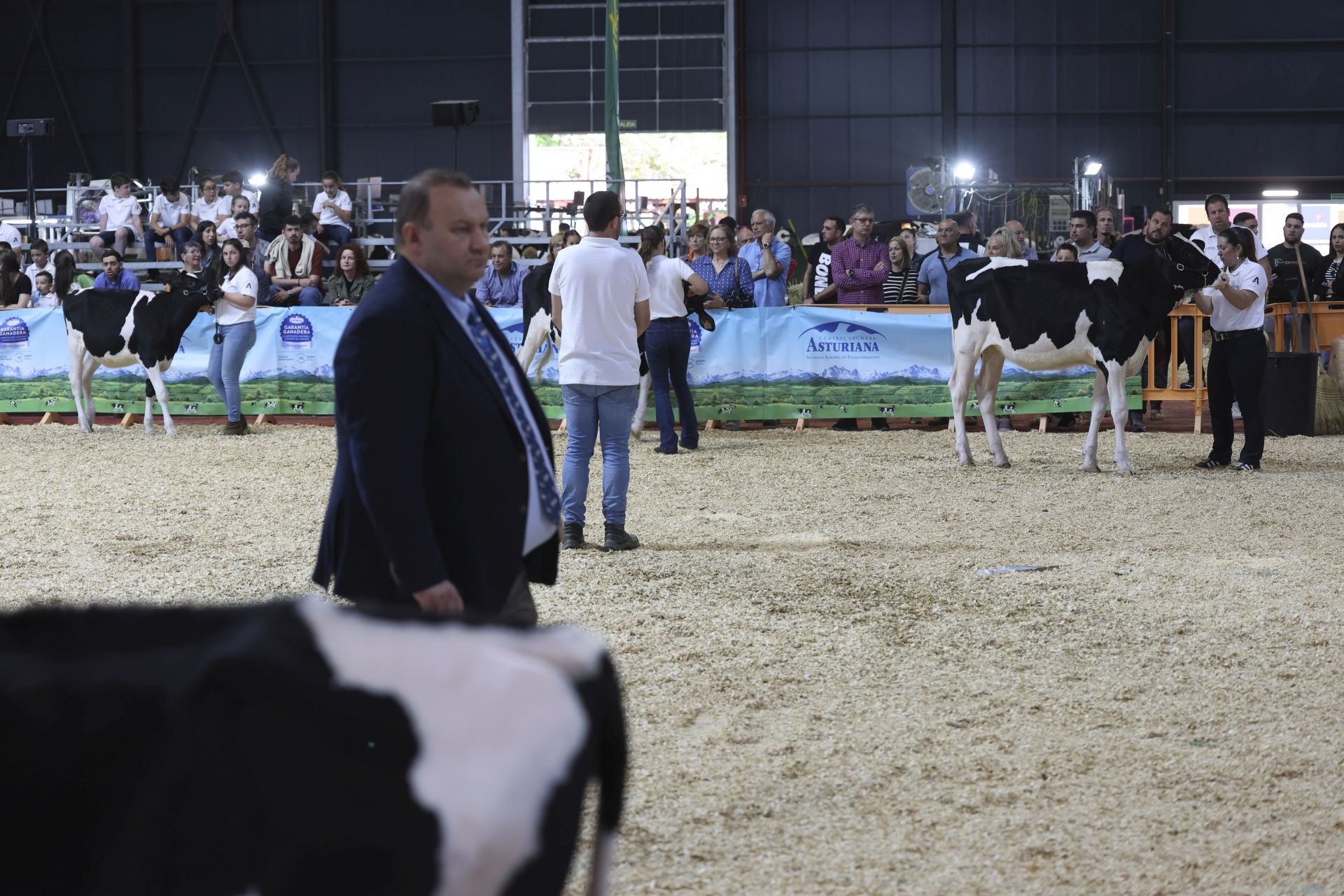 Concurso de manejadores en la Feria de San Antonio en Gijón, en imágenes