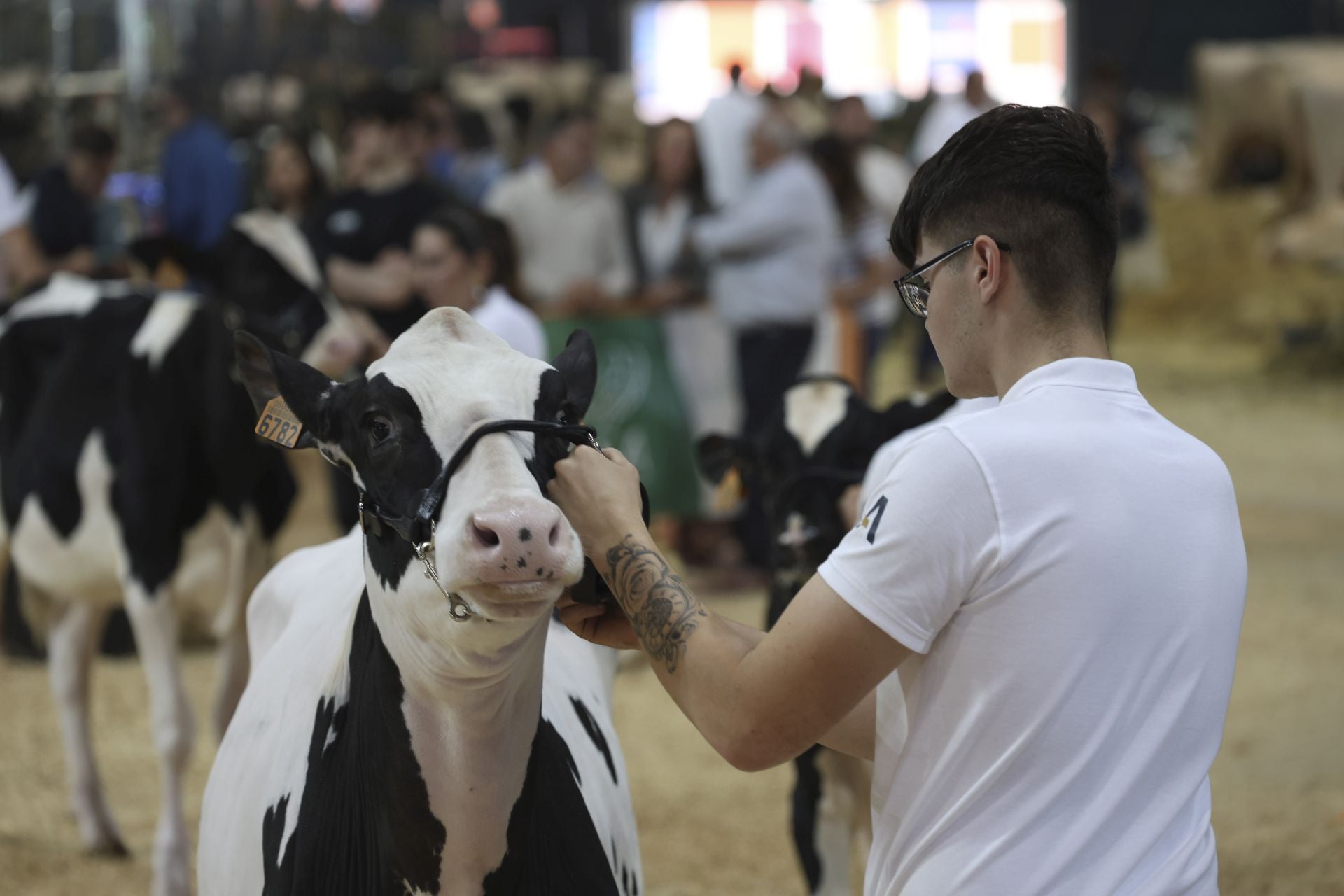 Concurso de manejadores en la Feria de San Antonio en Gijón, en imágenes