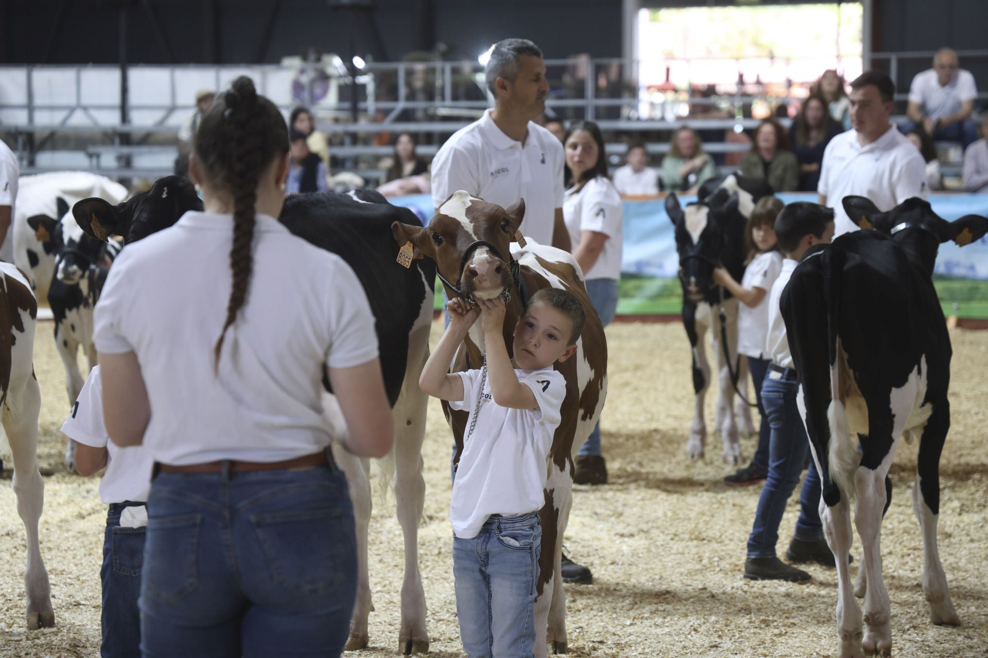 Concurso de manejadores en la Feria de San Antonio en Gijón, en imágenes