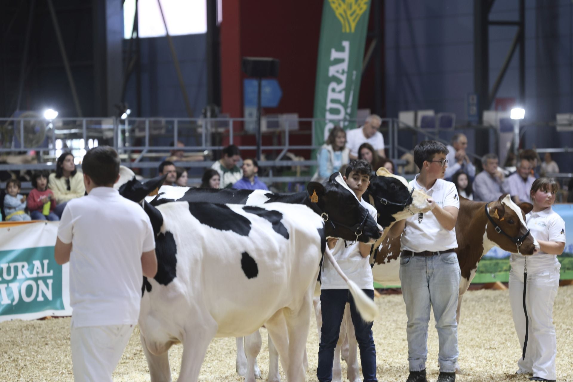 Concurso de manejadores en la Feria de San Antonio en Gijón, en imágenes
