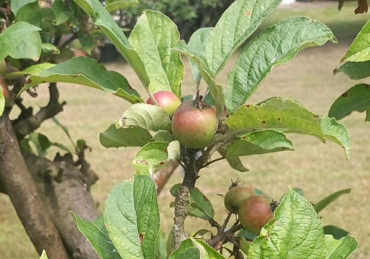 Primeras manzaninas de junio.