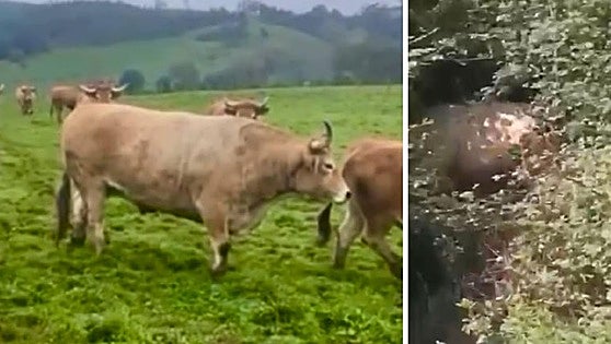 El inesperado final del buey de raza asturiana 'robado' en el País Vasco