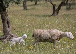 Inseminación artificial en ovino: cómo conseguir que sea efectiva