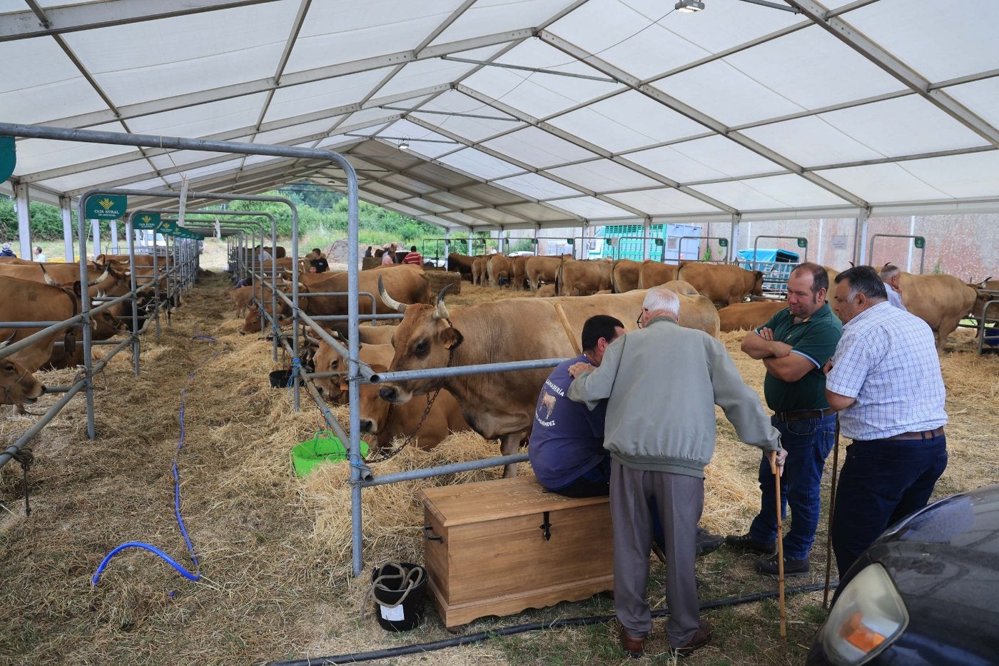 Once ganaderías se dieron cita en la carpa.