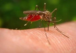 Un ejemplar de mosquito del Japón.