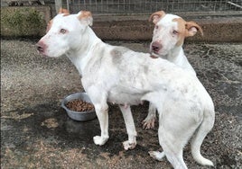 Dos de los perros rescatados del piso de la calle Marcelino González.