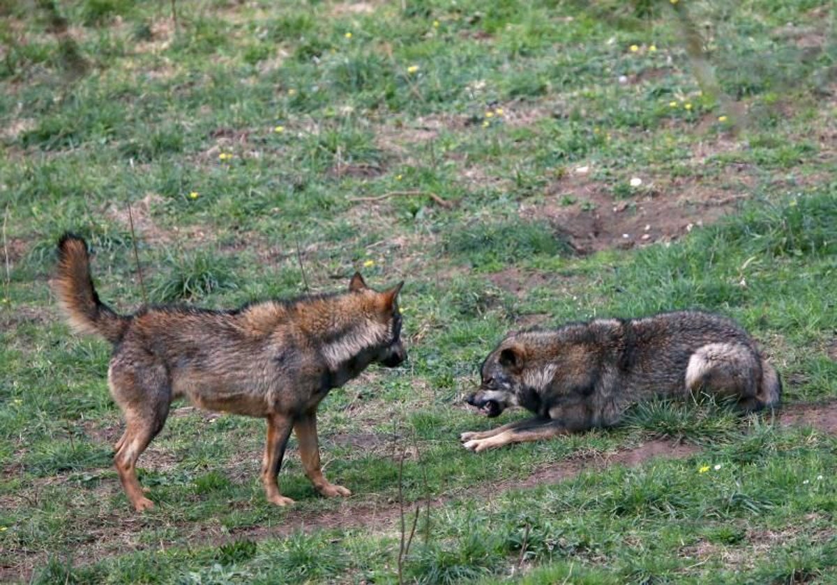 Dos ejemplares de lobo, en Belmonte.