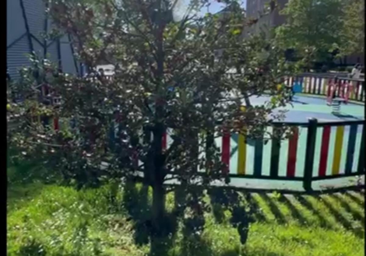 El acebo en cuestión, junto a los juegos infantiles.