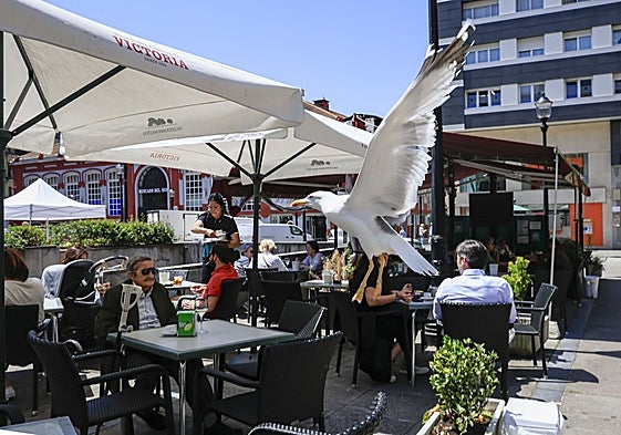 Una gaviota sobrevuela una céntrica terraza de Gijón en busca de comida que esté desprotegida para poder lanzarse a por ella.