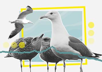 ¿Por qué preocupa la cantidad de gaviotas en Asturias?