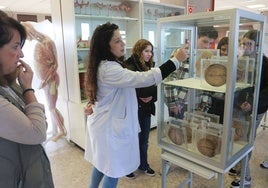 Un grupo de estudiantes visitan el Museo de Anatomía en la Semana de la Ciencia de la Universidad.