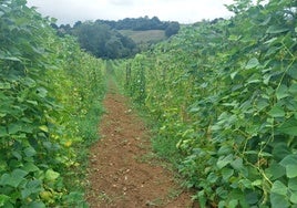 Una plantación de fabes en el oriente de Asturias.