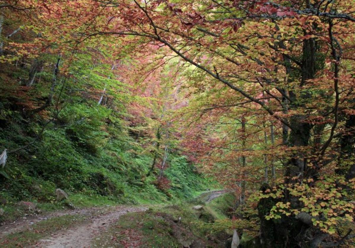 Los montes de Santa Clara y Monteagudo serán reforestados.