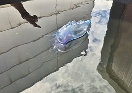 Una de las calaberas trasladadas al Acuario de Gijón para su preservación y estudio.