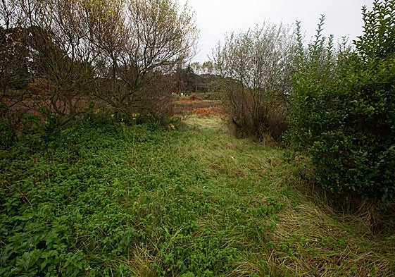 La charca de Zeluán, apenas visible por el crecimiento de la vegetación.
