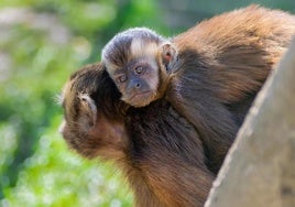 Entradas para el zoo «EL BOSQUE» desde 11€