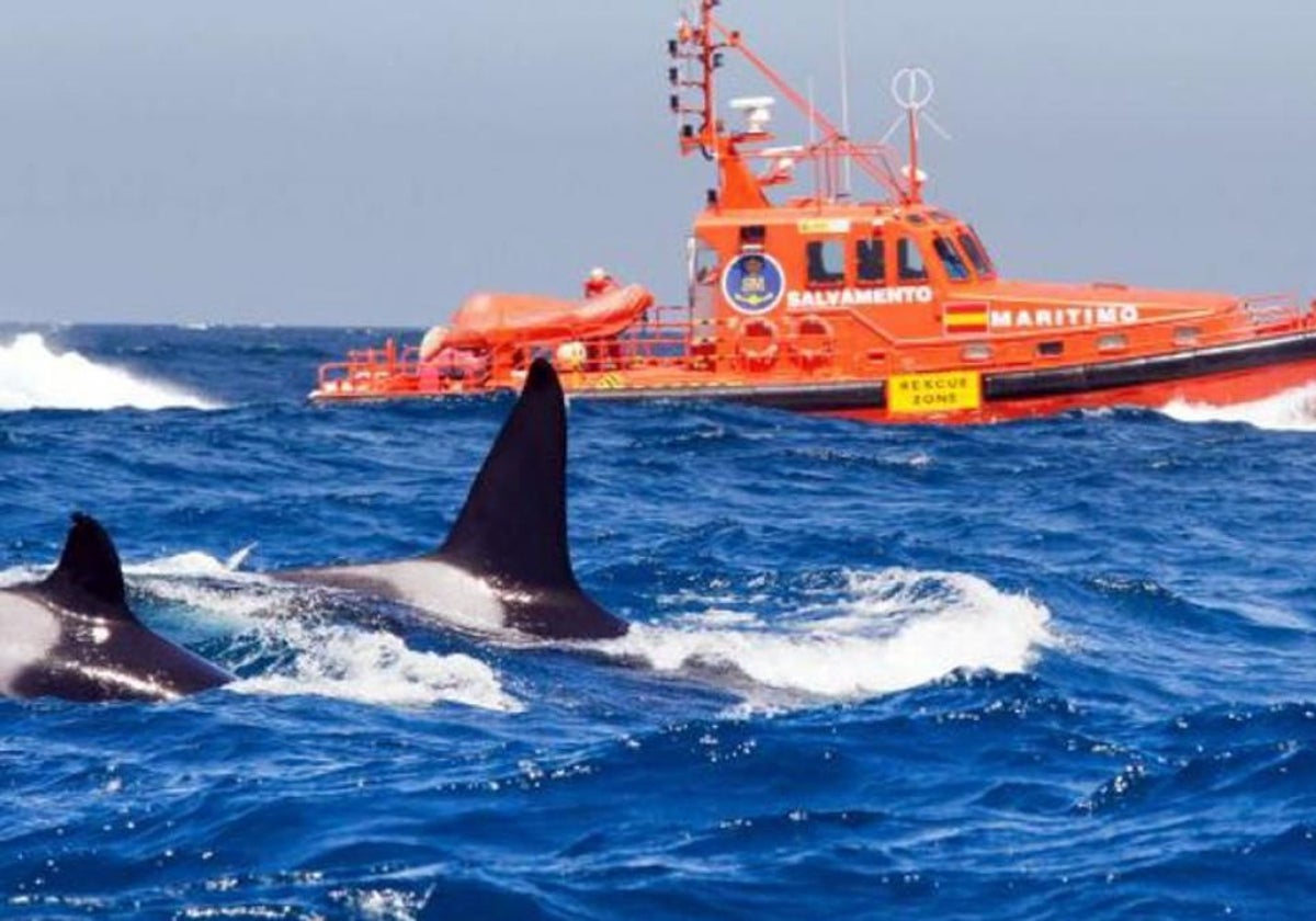 Una embarcación de Salvamento Marítimo observa a dos orcas en aguas del Estrecho de Gibaltrar.