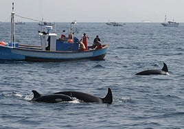 Pescadores y orcas 'compiten' por el atún en aguas del Estrecho de Gibraltar.