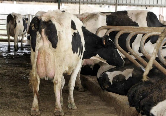La lengua azul avanza en Cantabria y Galicia: Asturias pide extremar las medidas en las ganaderías