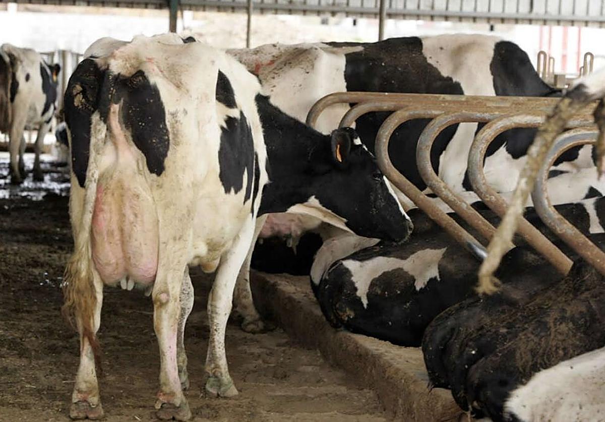 La lengua azul avanza en Cantabria y Galicia: Asturias pide extremar las medidas en las ganaderías