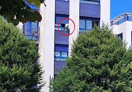 El perro atrapado en la ventana de un edificio de Gijón.